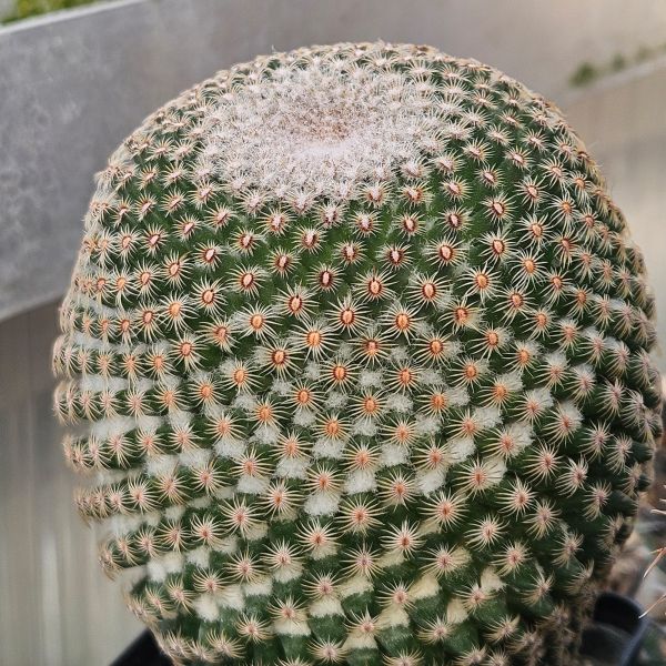 Mammillaria huitzilopochtli